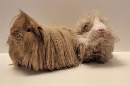 peruvian guinea pig breeders
